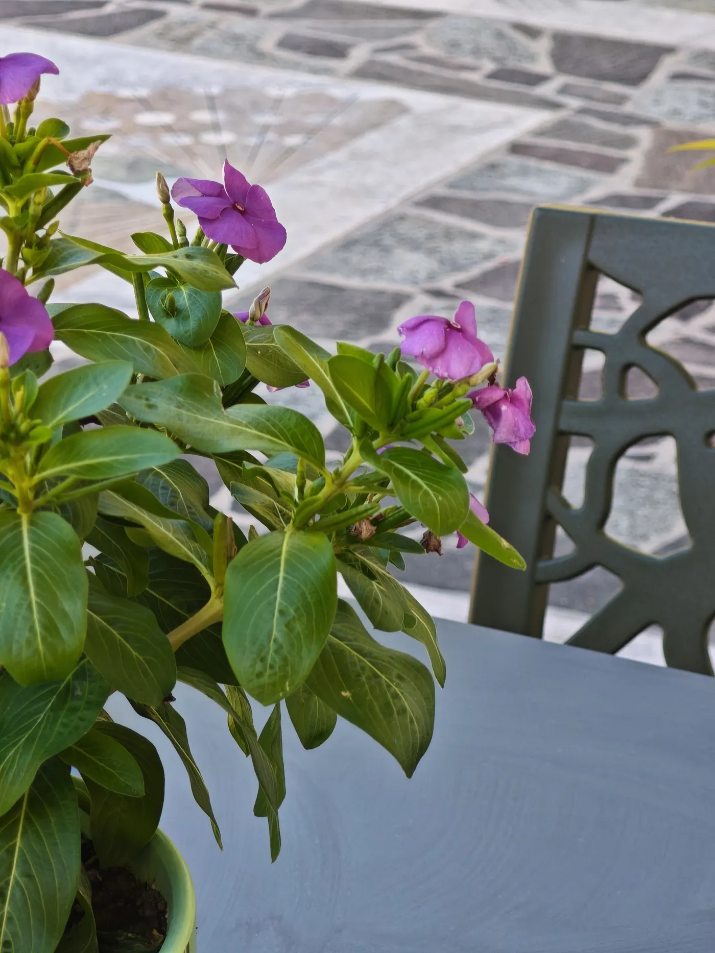 Fiori sul tavolo esterno