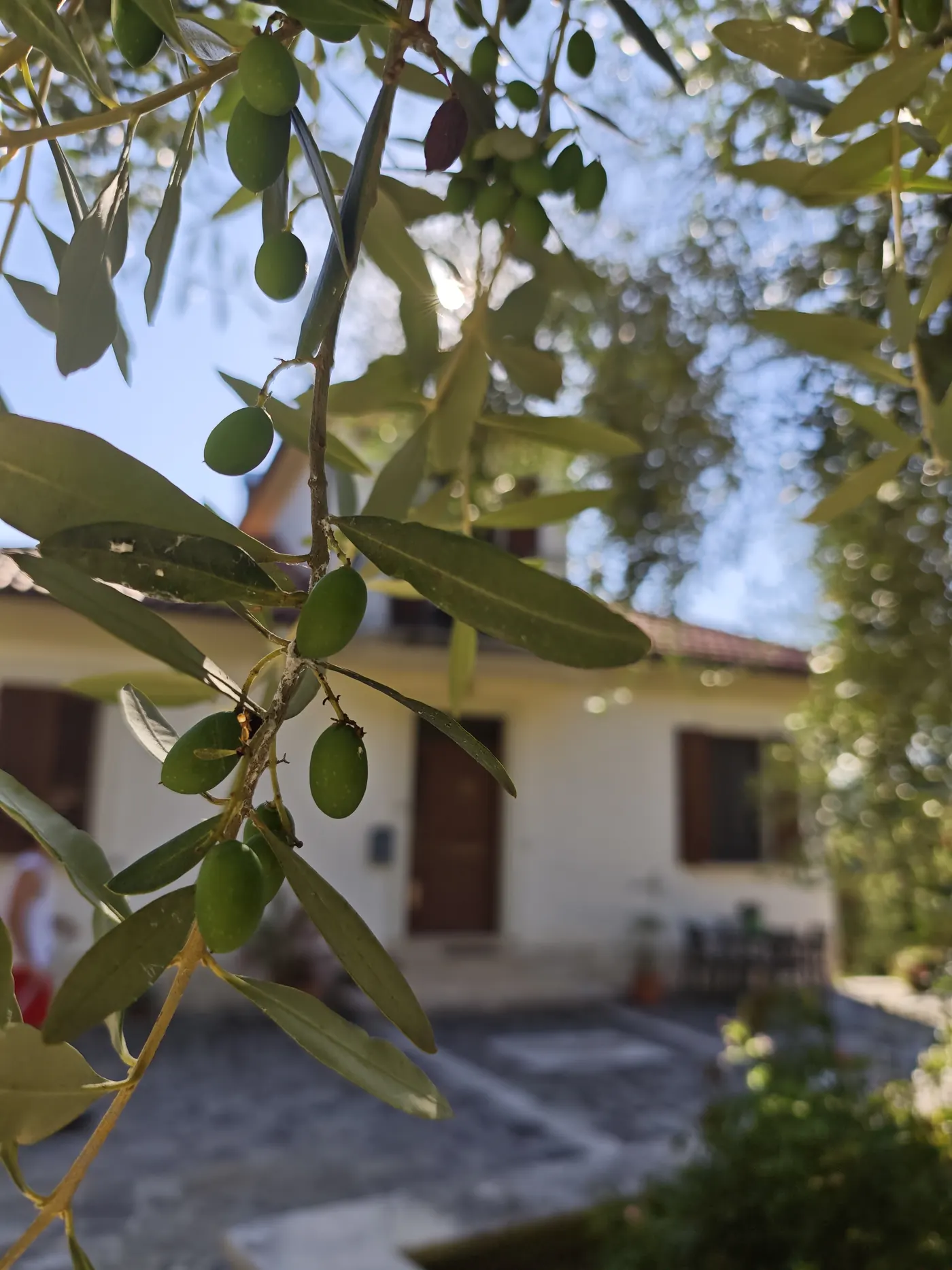 Rami di olivo davanti alla casa