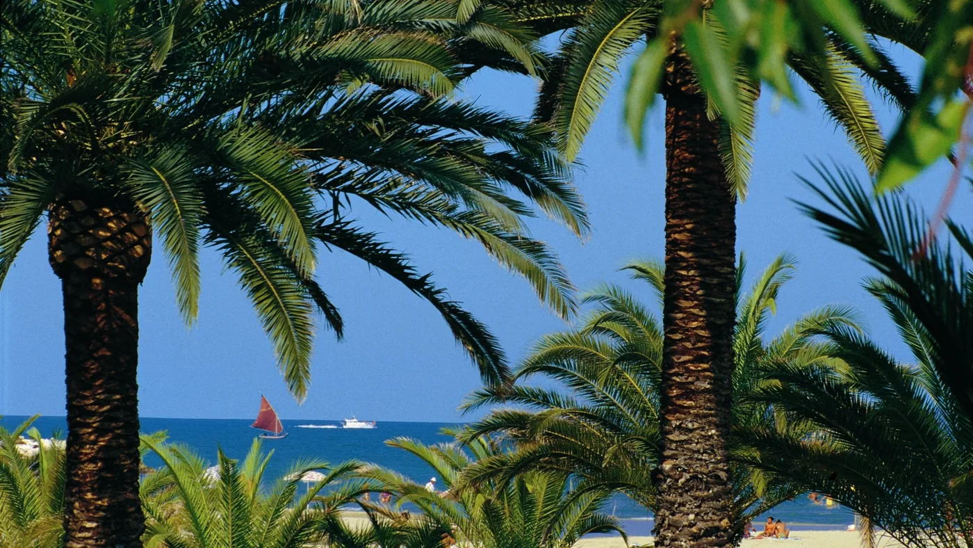 La spiaggia di San Benedetto del Tronto vista fra le palme, con una vela all'orizzonte