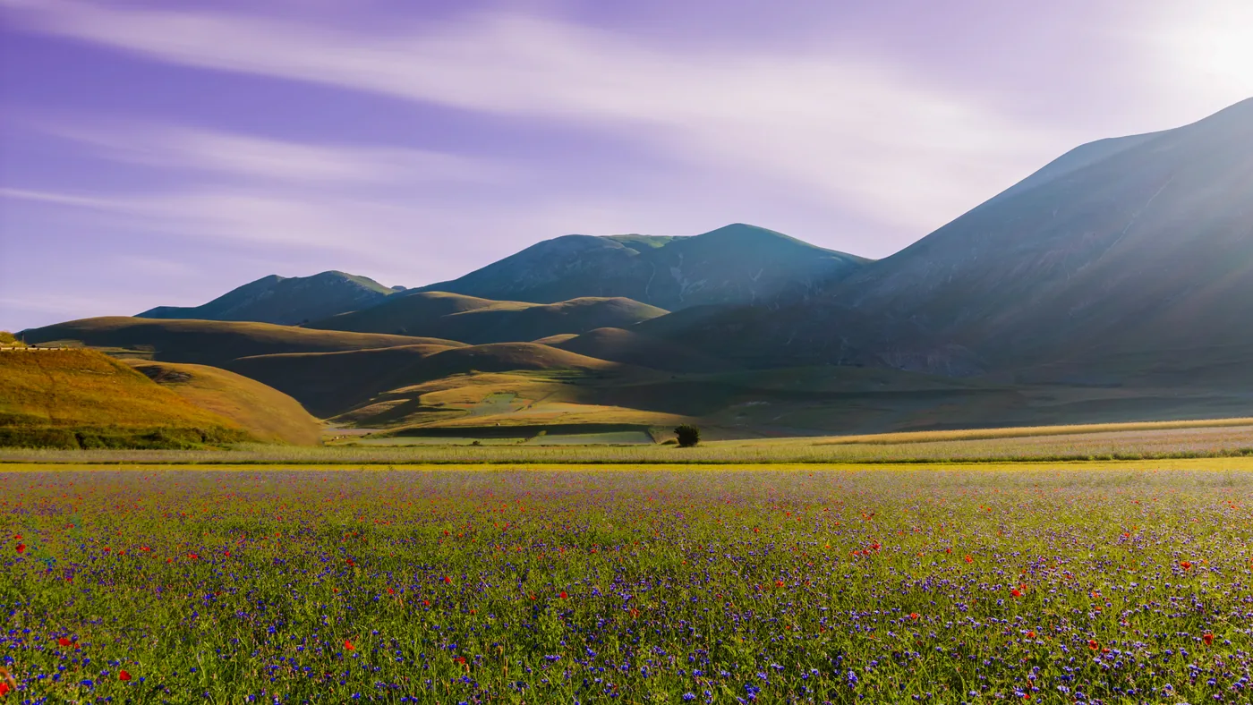 Il Pian Perduto in fiore, con le cime dei Monti Sibillini sullo sfondo